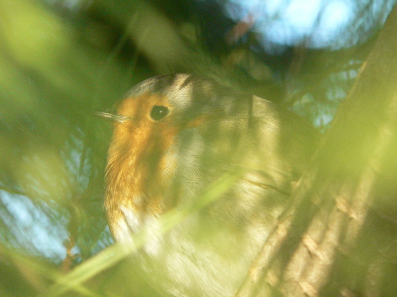 Pettirosso - Erithacus rubecula